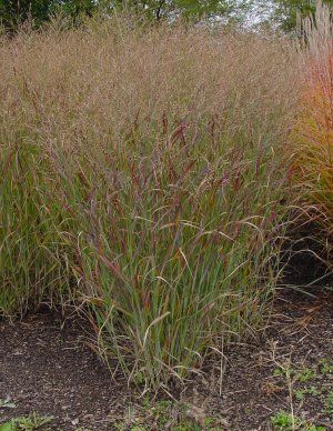 Panicum virgatum '' switchgrass from North Creek Nurseries
