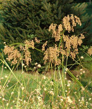 Scirpus cyperinus '' wool grass from North Creek Nurseries
