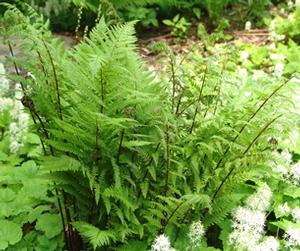 Athyrium angustum forma rubellum 'Lady in Red' lady fern from North Creek Nurseries