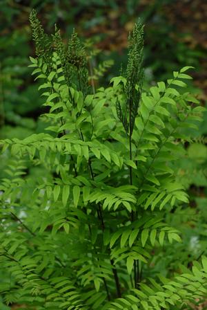 Osmunda regalis var. spectabilis '' royal fern from North Creek Nurseries