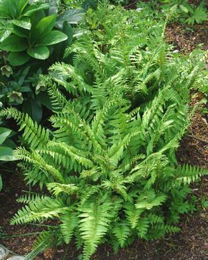Polystichum acrostichoides '' Christmas fern from North Creek Nurseries