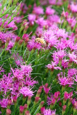 Vernonia lettermannii 'Iron Butterfly' ironweed from North Creek Nurseries