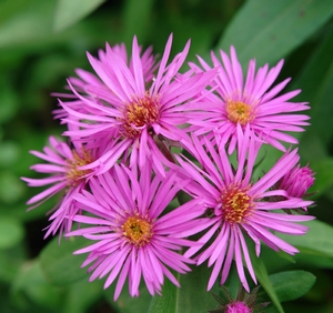 Aster novae-angliae 'Vibrant Dome' New England aster from North Creek Nurseries