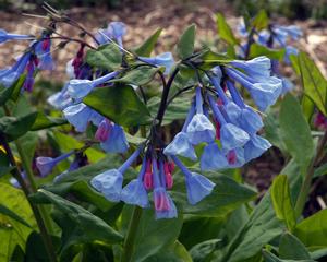 Mertensia virginica '' Virginia bluebells from North Creek Nurseries