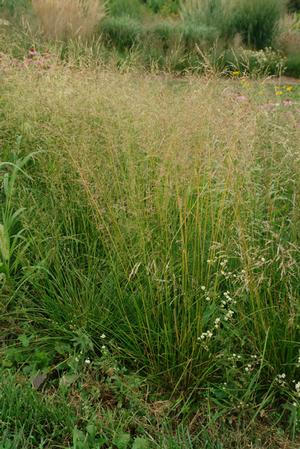 Deschampsia cespitosa '' tufted hairgrass from North Creek Nurseries