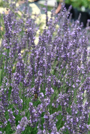 Lavandula × intermedia Phenomenal™ 'Niko' lavender from North Creek Nurseries