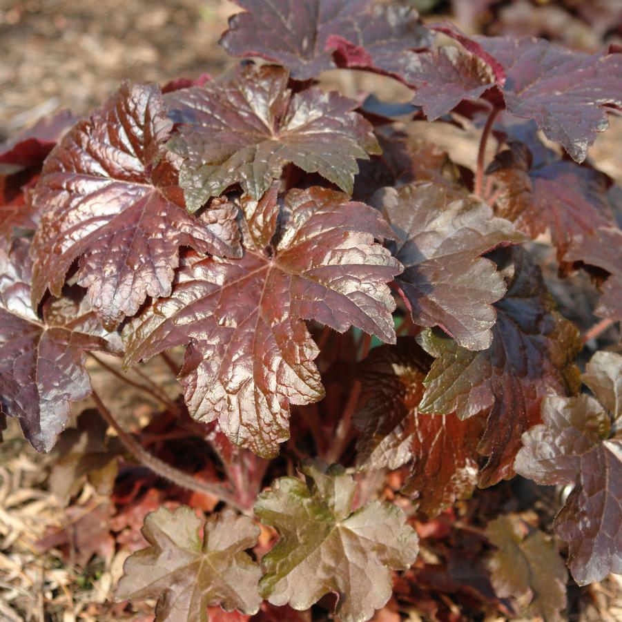 Heuchera micrantha 'Palace Purple' (alumroot, coral bells)