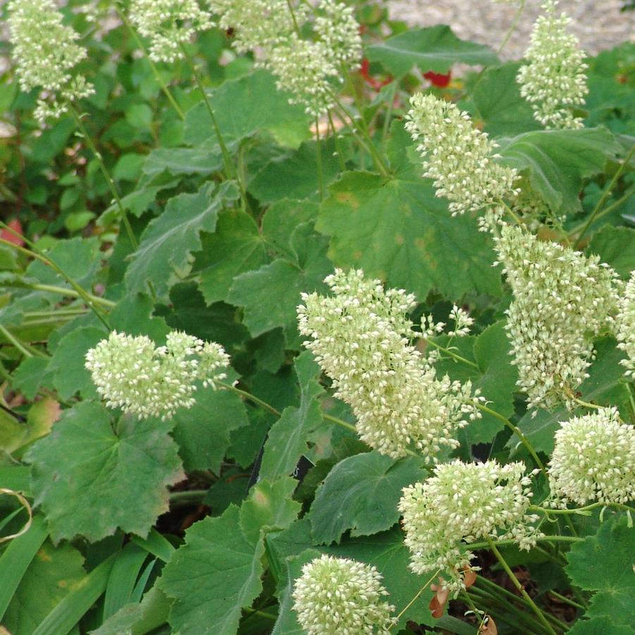 Heuchera macrorhiza 'Autumn Bride' (alumroot, coral bells)