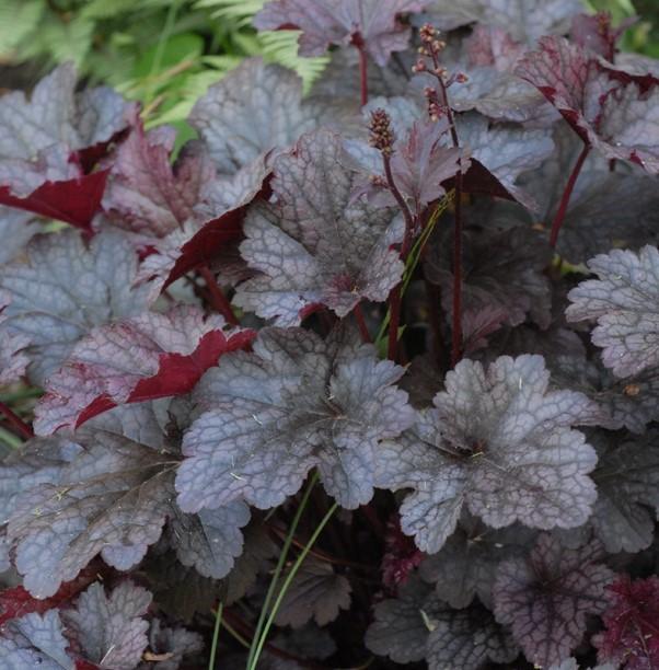 Heuchera 'Plum Pudding' (alumroot, coral bells)