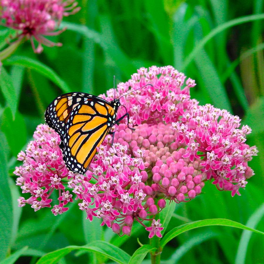 Asclepias incarnata (swamp milkweed)