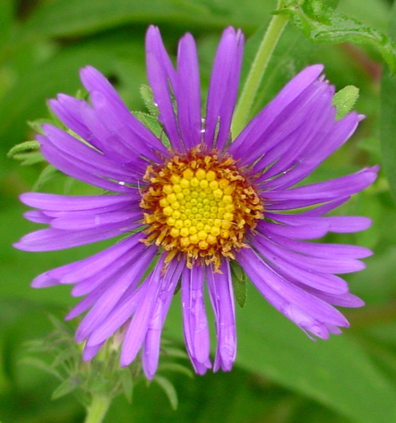 Aster novi-belgii (New York aster)