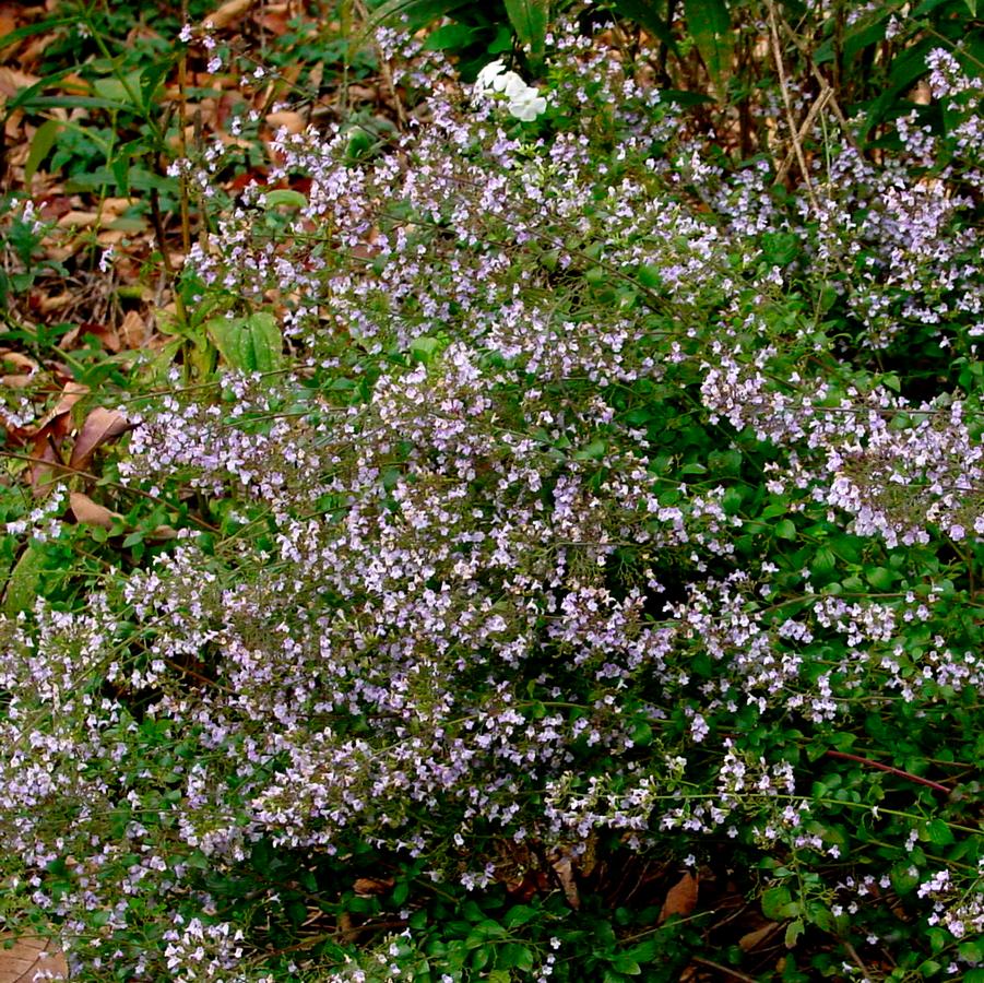 Calamintha nepeta ssp. nepeta (lesser calamint)