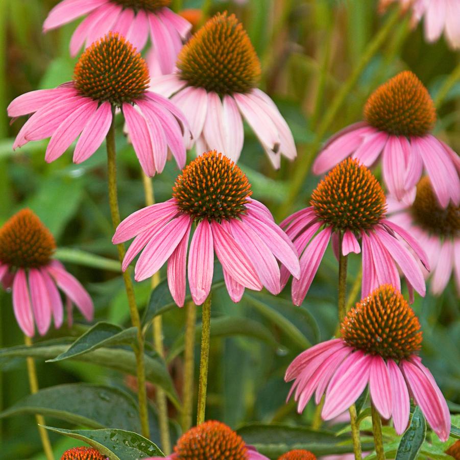 Echinacea purpurea (purple coneflower)