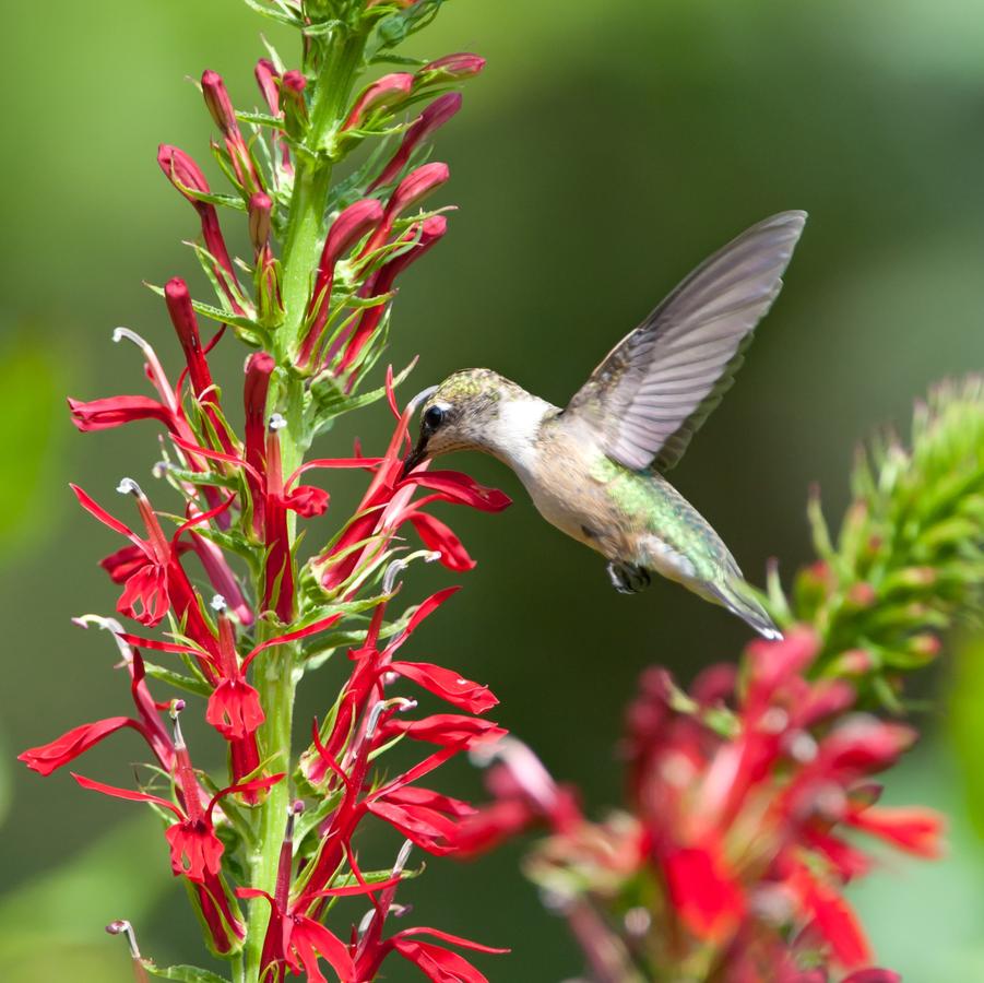 Lobelia cardinalis (cardinal flower)