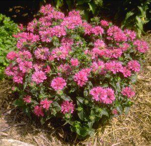 Monarda 'Petite Delight' (beebalm)