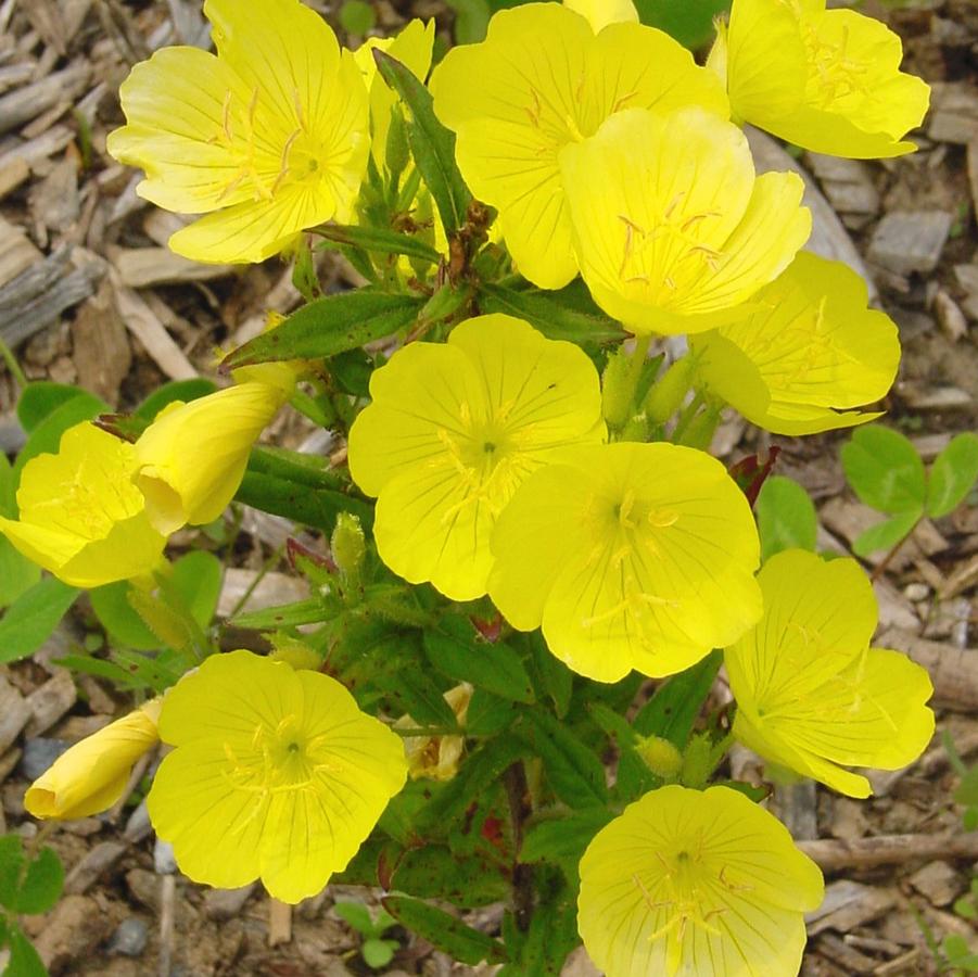 Oenothera fruticosa (sundrops)