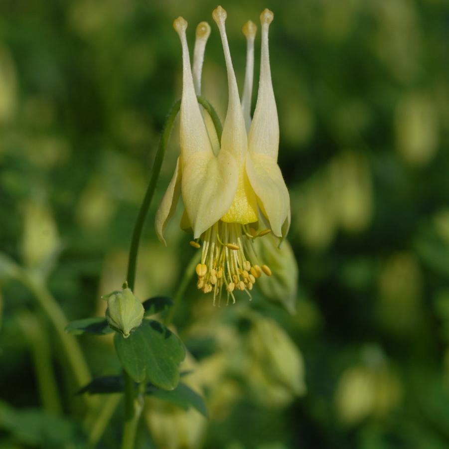 Aquilegia canadensis 'Corbett' (wild columbine)