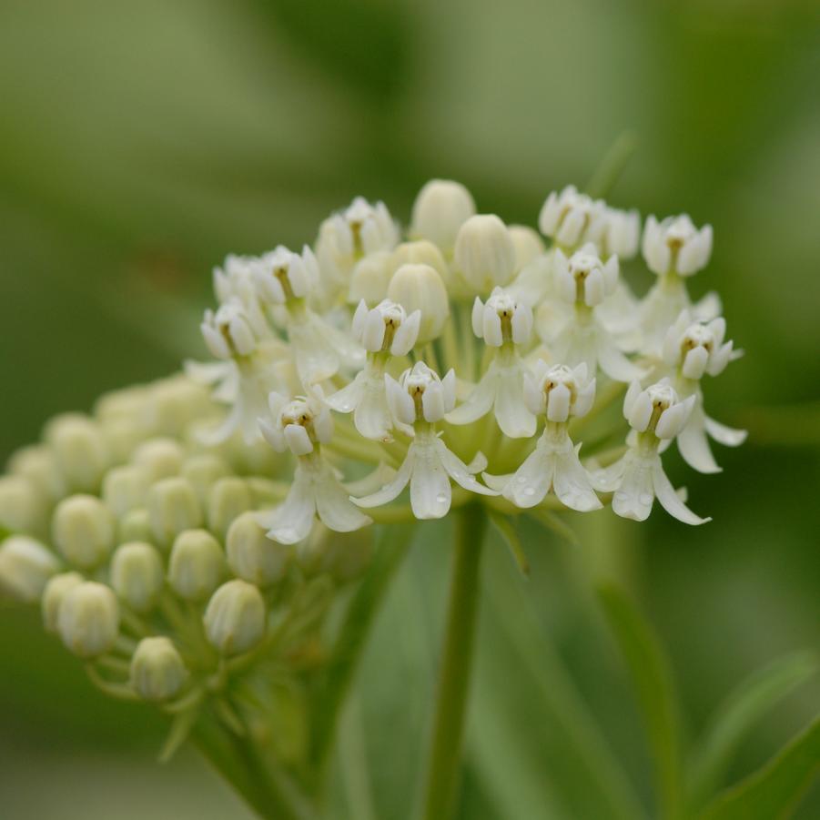 Asclepias incarnata 'Ice Ballet' (swamp milkweed)