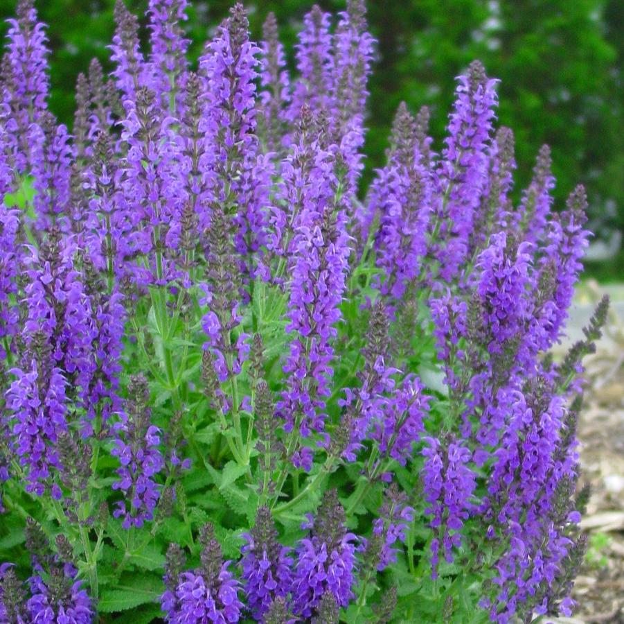 Salvia nemorosa Marcus® 'Haeumanarc' (garden sage)