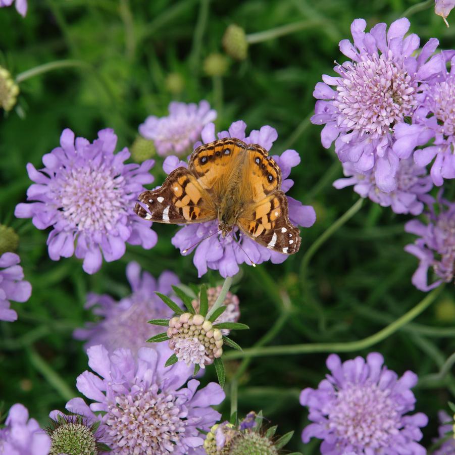 Scabiosa columbaria 'Butterfly Blue' (pincushion flower)