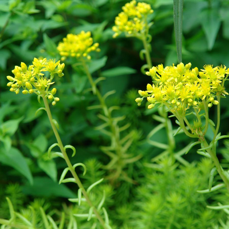 Sedum kamtschaticum var. floriferum 'Weihenstephaner Gold' (stonecrop)