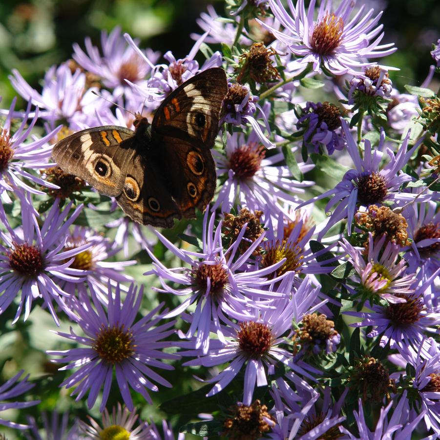 Aster laevis 'Bluebird' (smooth aster)