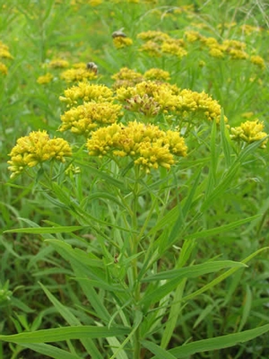 Solidago graminifolia (flat-top goldenrod)