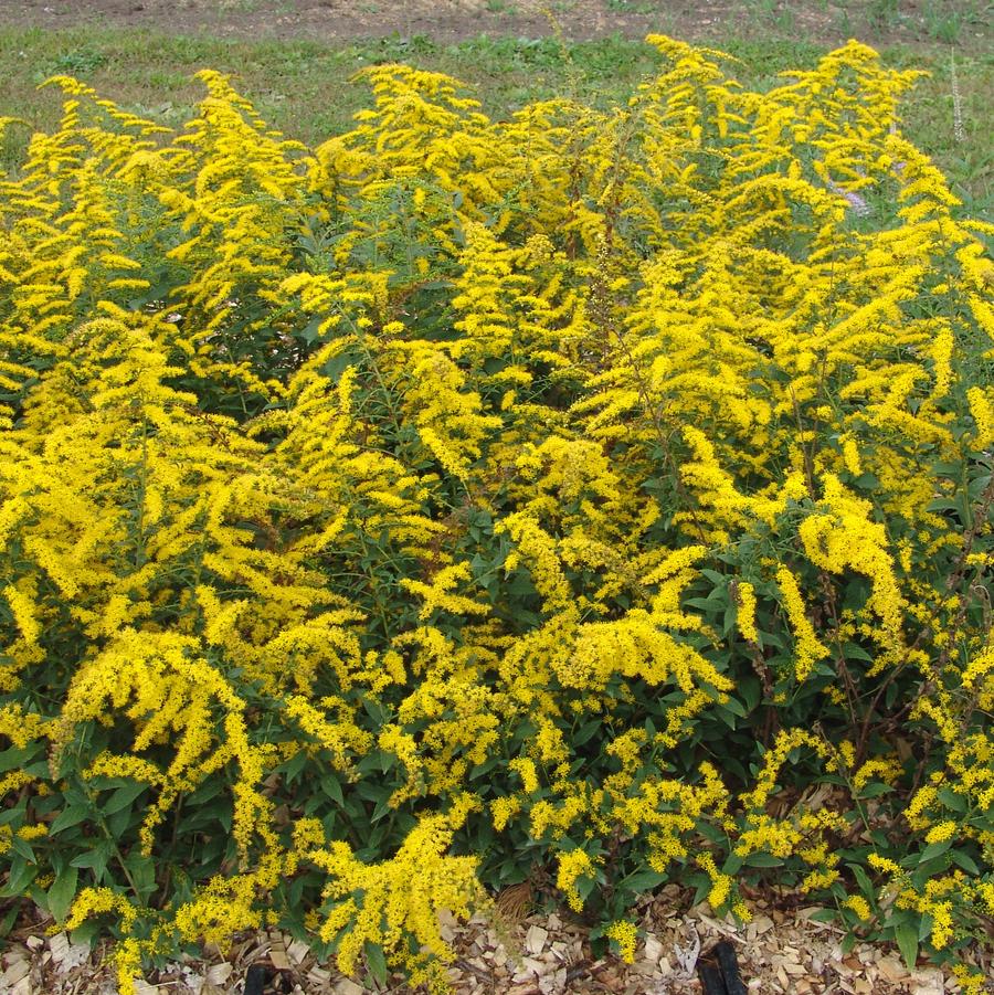 Solidago sphacelata 'Golden Fleece' (autumn goldenrod)