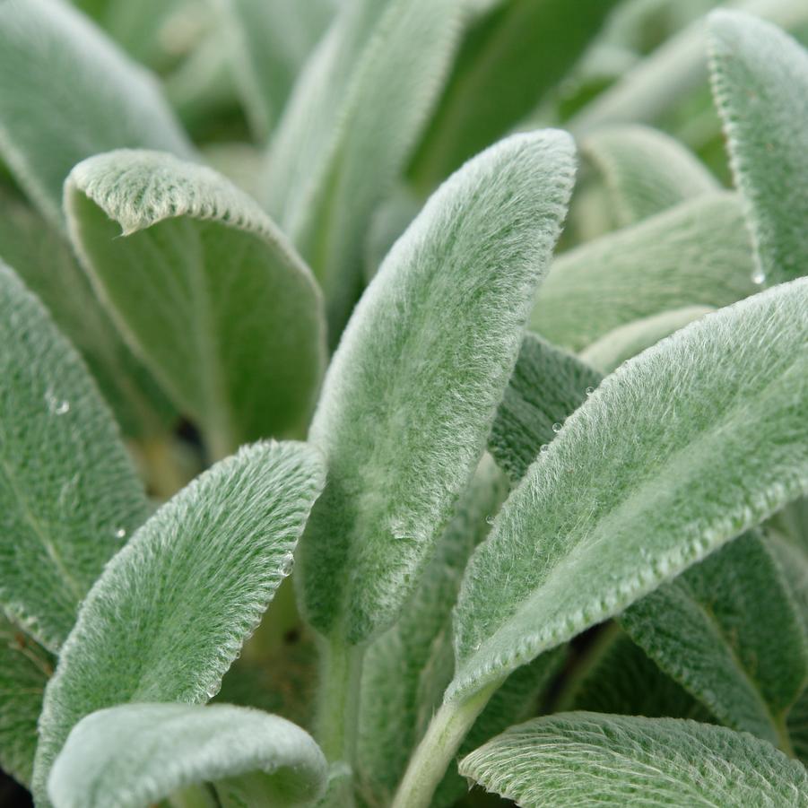 Stachys 'Silver Carpet' (lamb's ears)