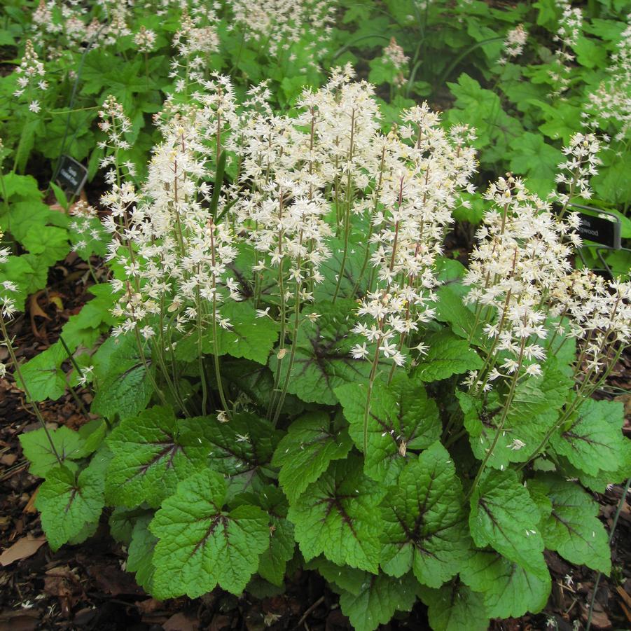 Tiarella cordifolia 'Brandywine' (foamflower)