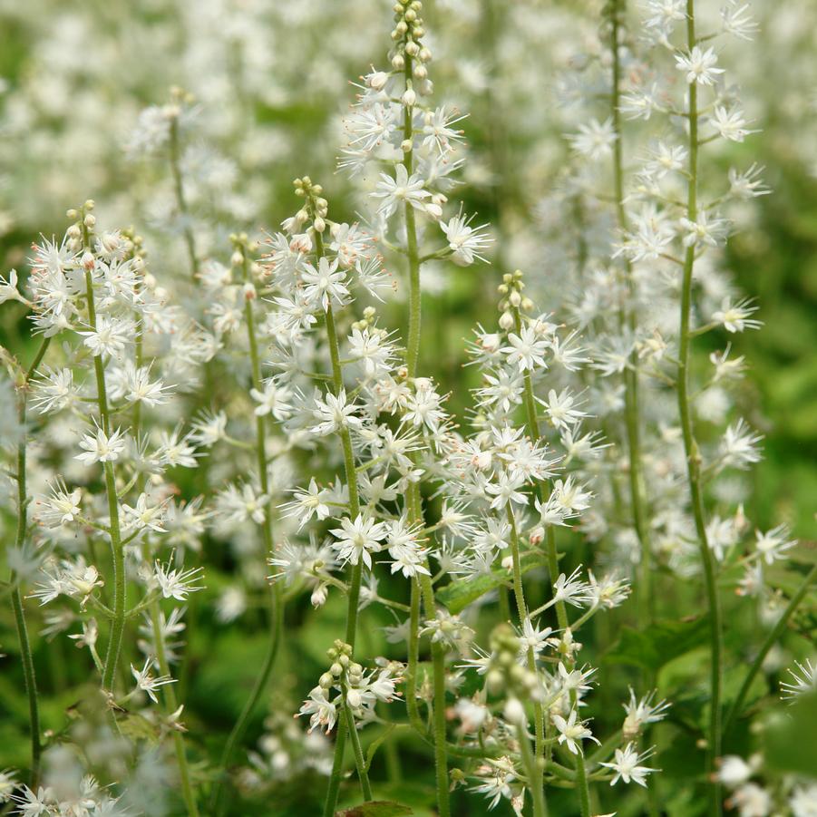 Tiarella cordifolia 'Running Tapestry' (foamflower)