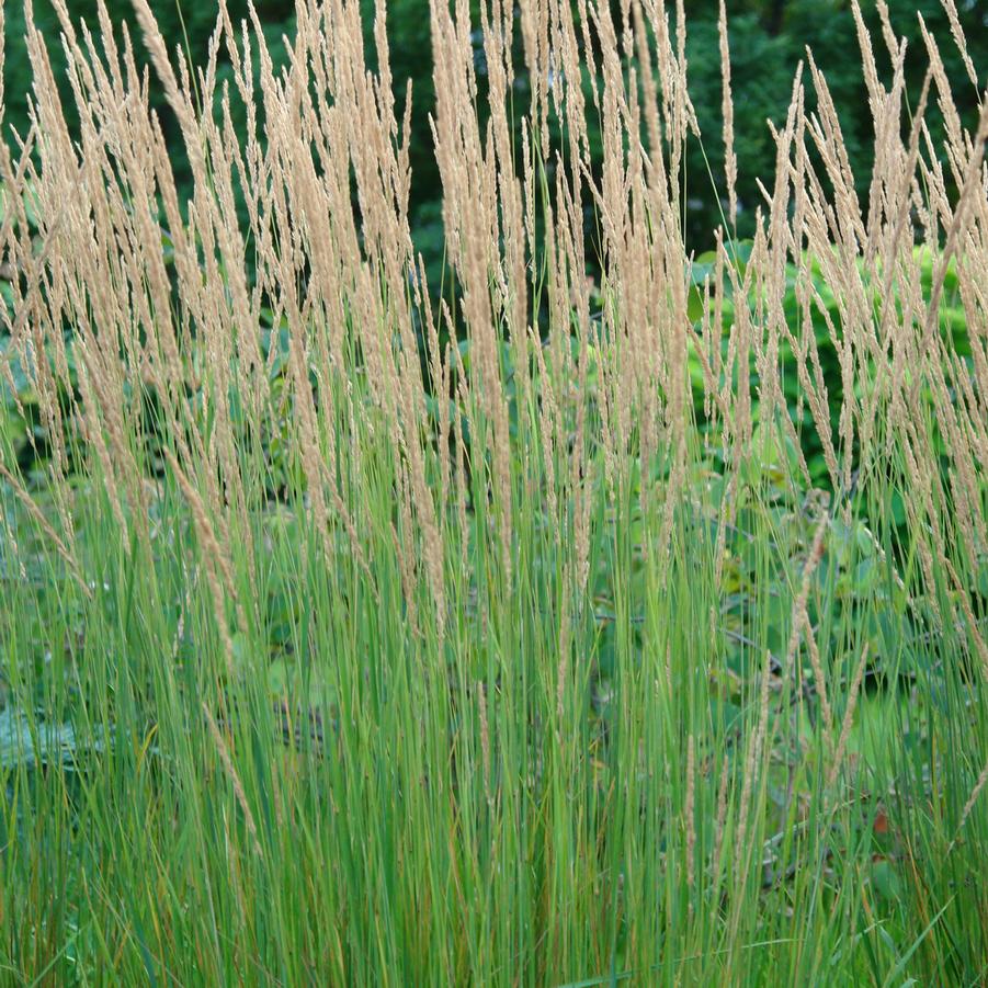 Calamagrostis × acutiflora 'Karl Foerster' (feather reed grass)