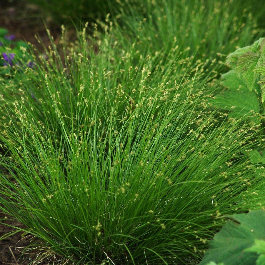 Carex appalachica (Appalachian sedge)