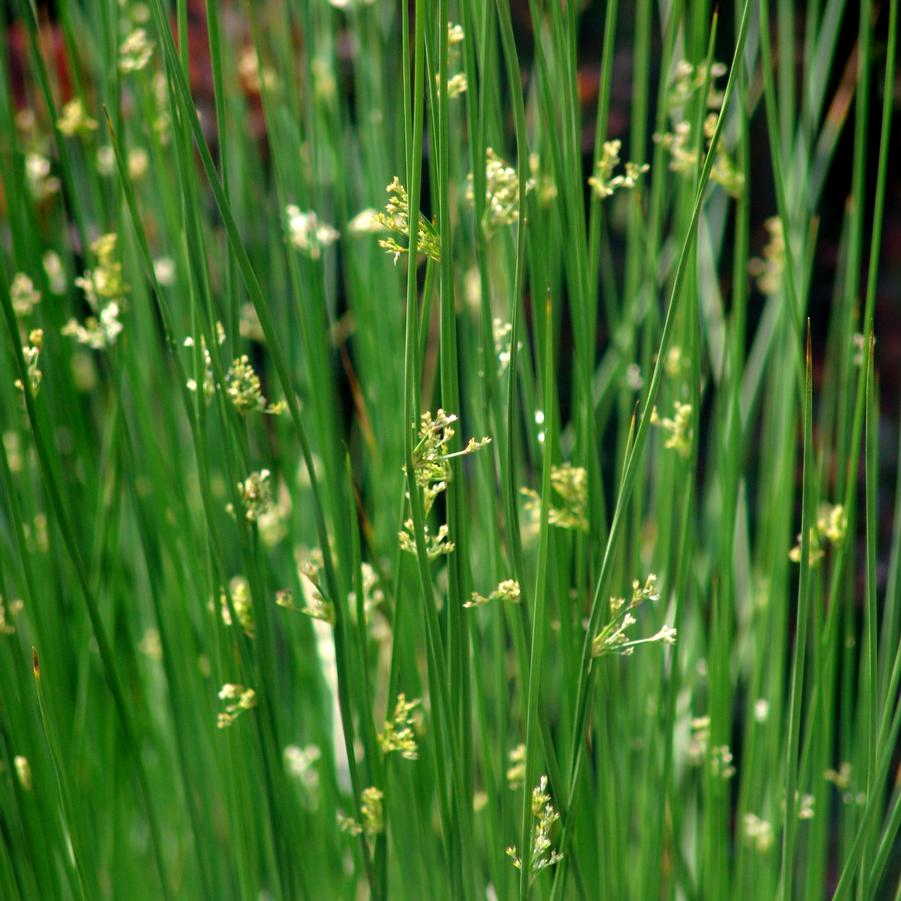 Juncus effusus (soft rush)