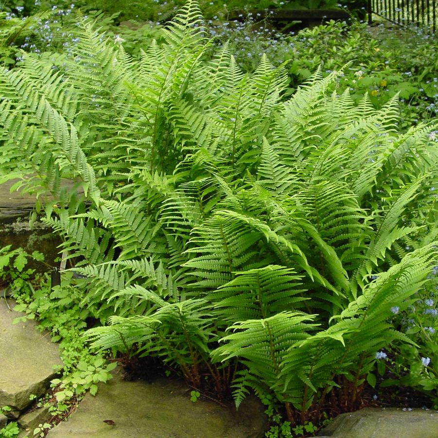 Athyrium filix-femina (lady fern)