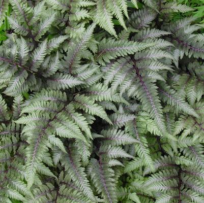 Athyrium niponicum var. pictum