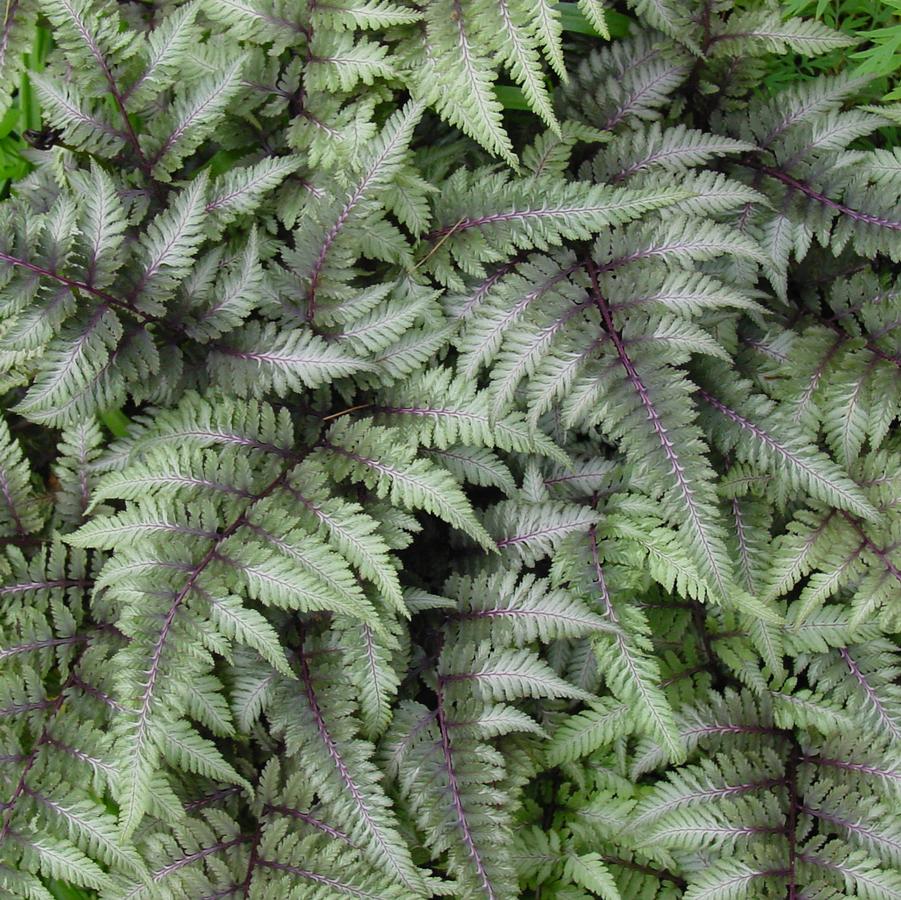 Athyrium niponicum var. pictum (Japanese painted fern)