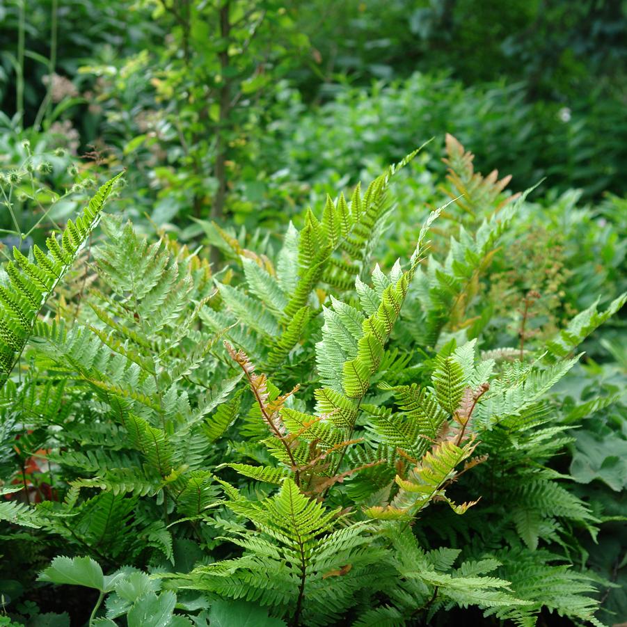 Dryopteris erythrosora 'Brilliance' (autumn fern)