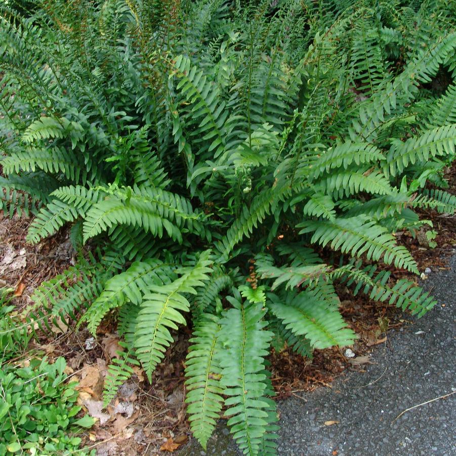 Polystichum acrostichoides (Christmas fern)