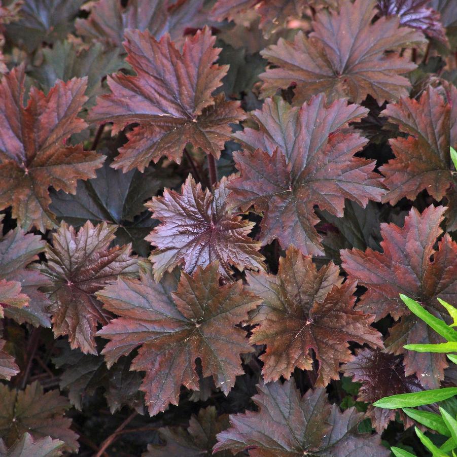 Heuchera villosa 'Bronze Wave' (hairy alumroot, coral bells)