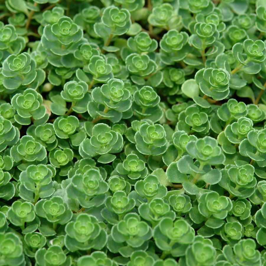 Sedum spurium 'John Creech' (stonecrop)