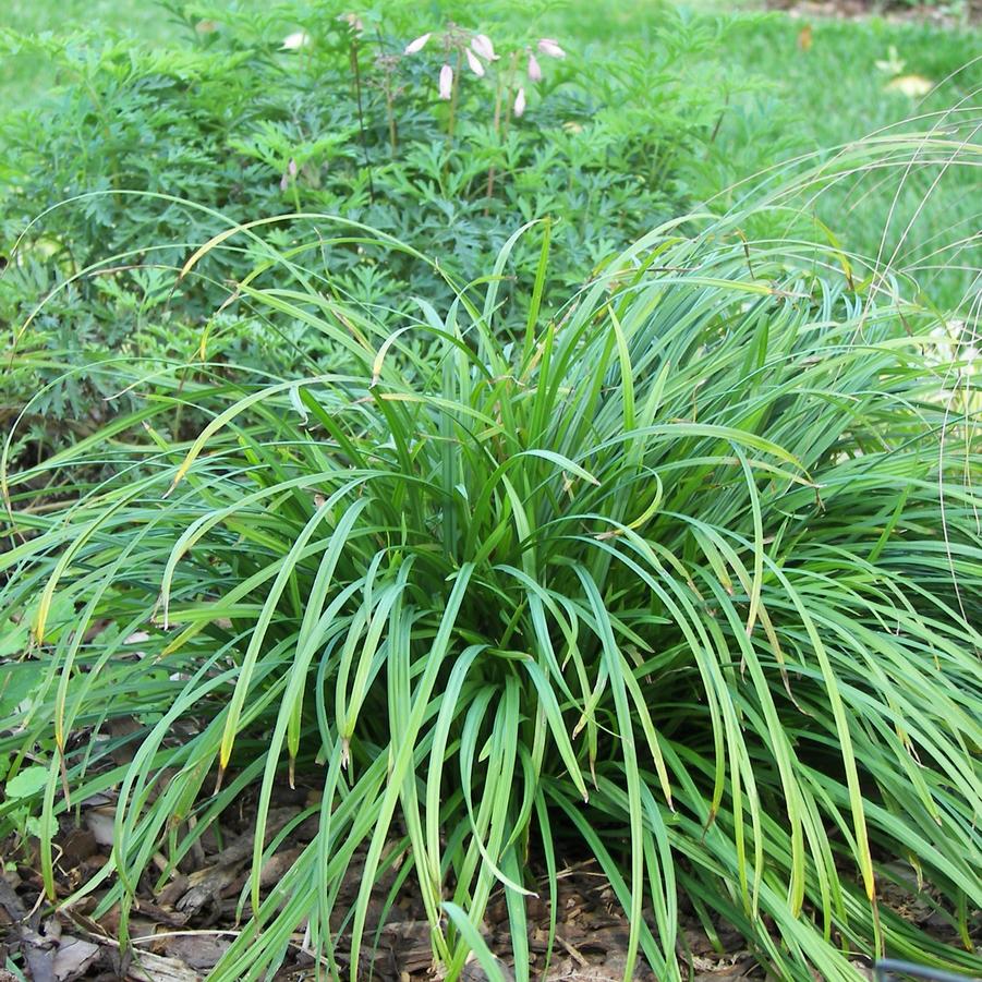 Carex amphibola (creek sedge)