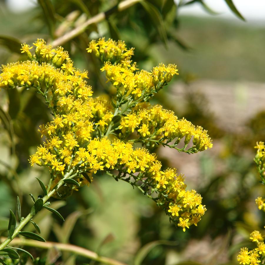 Solidago 'Solar Cascade' (goldenrod)