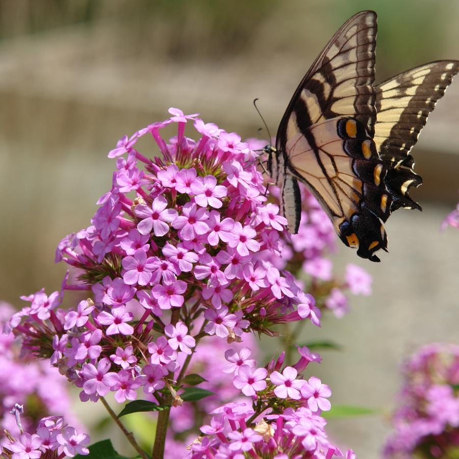 Phlox paniculata 'Jeana' (garden phlox)