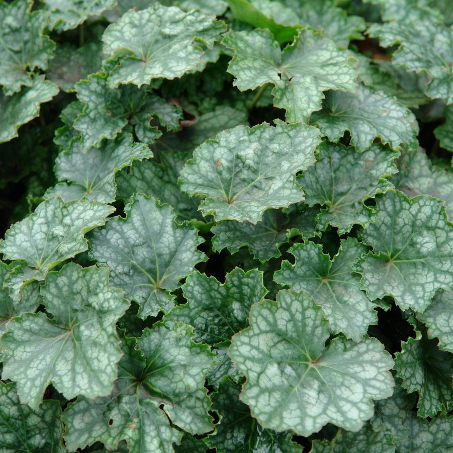 Heuchera longiflora (longflower alumroot)