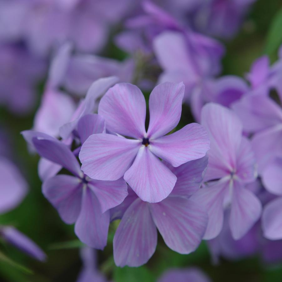 Phlox divaricata 'Blue Moon' (woodland phlox)