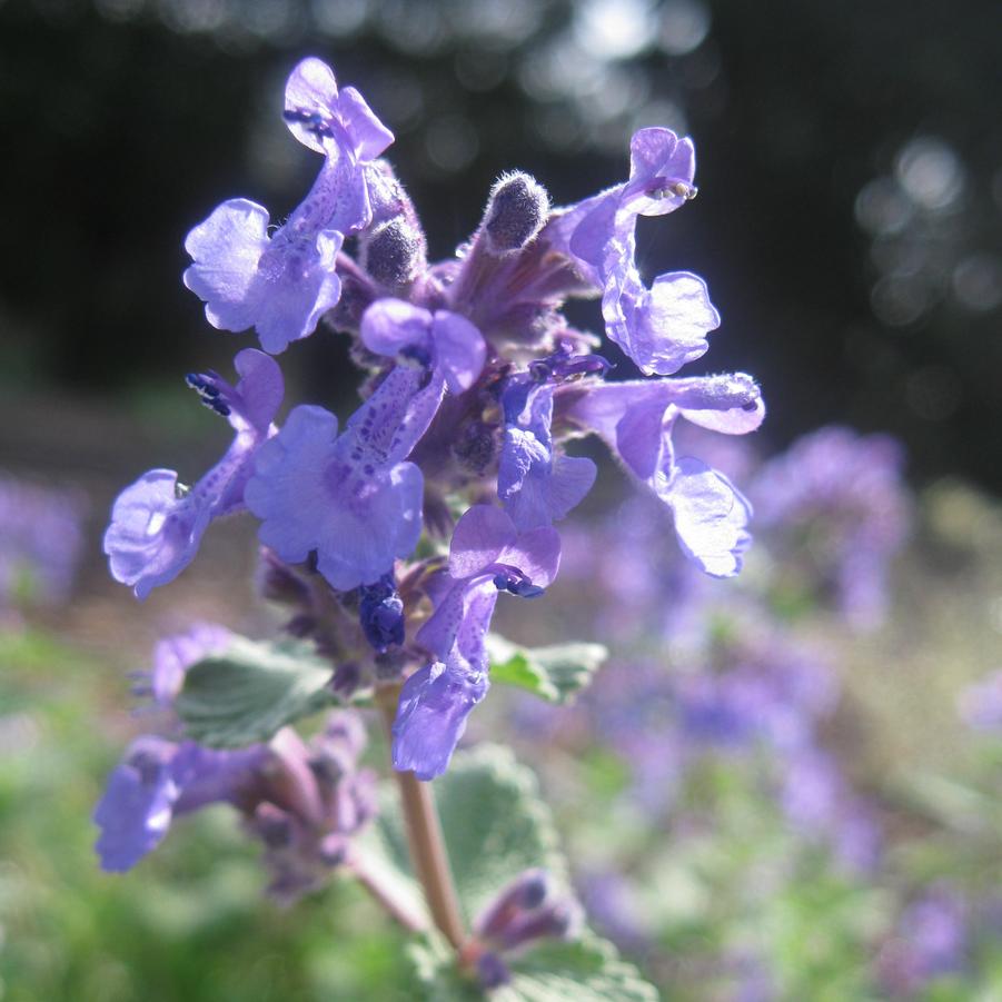 Nepeta 'Early Bird' (catmint)