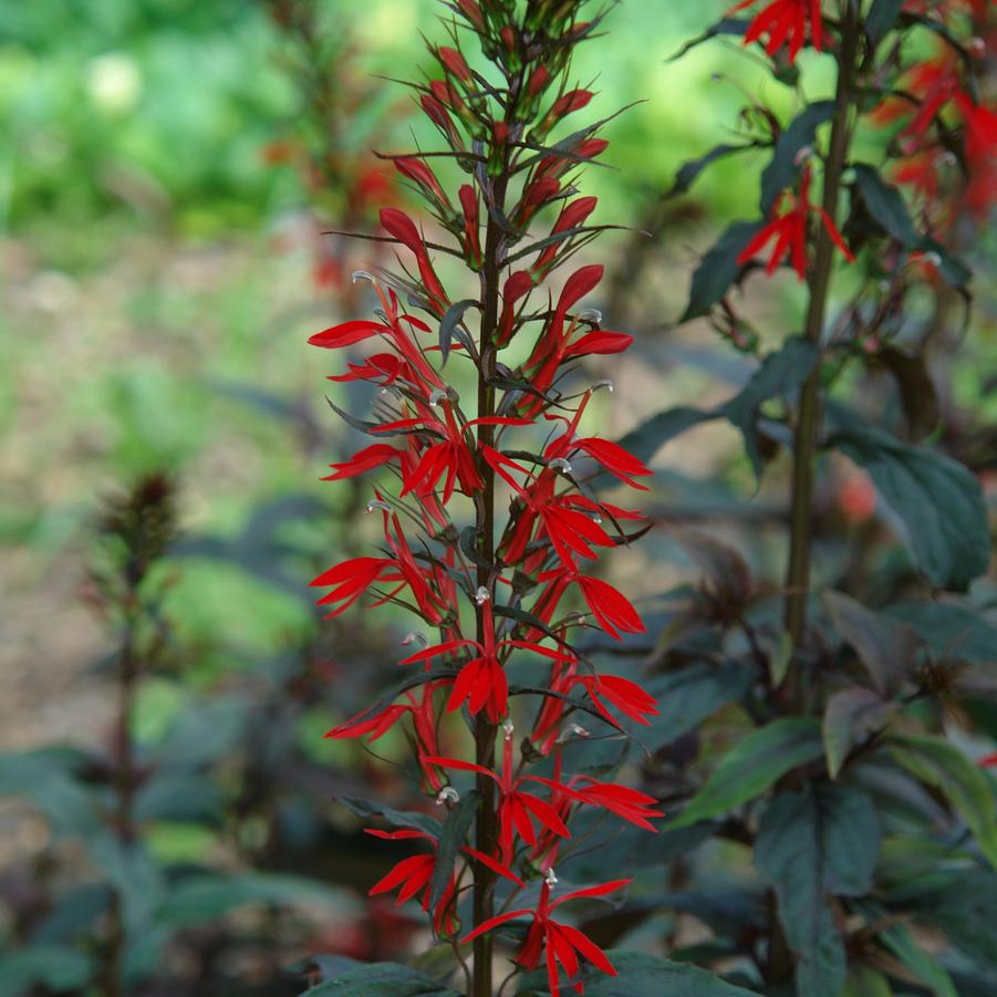 Lobelia cardinalis 'Black Truffle' (cardinal flower)