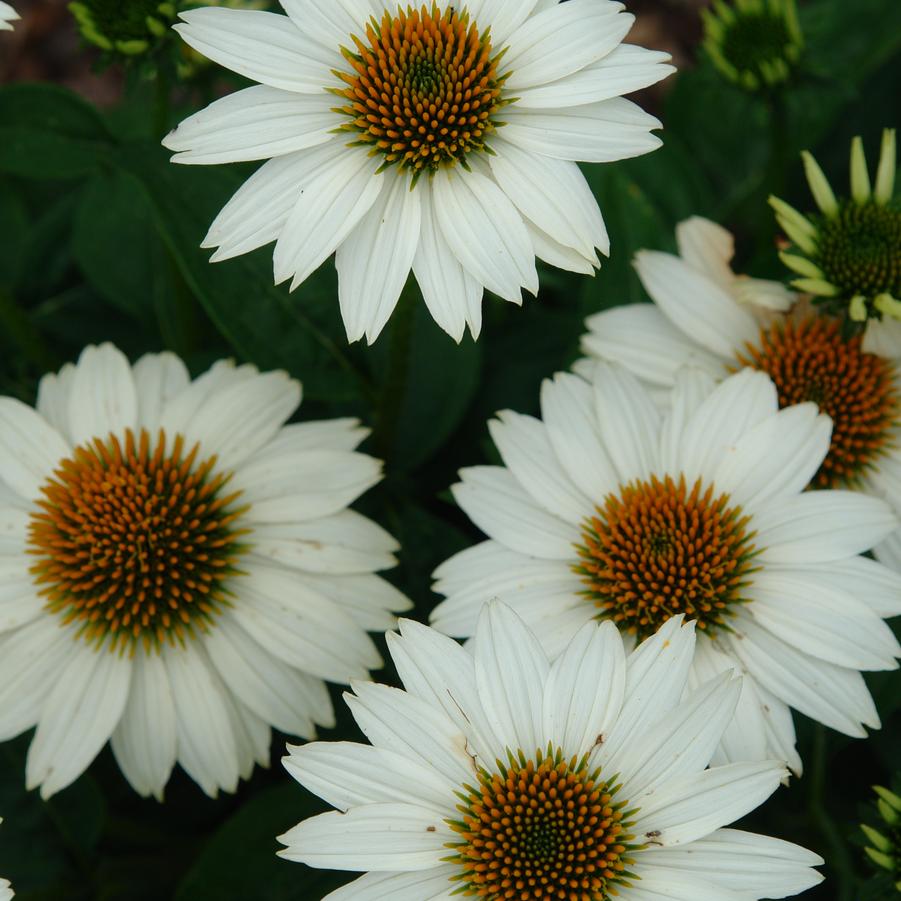 Echinacea purpurea (coneflower)