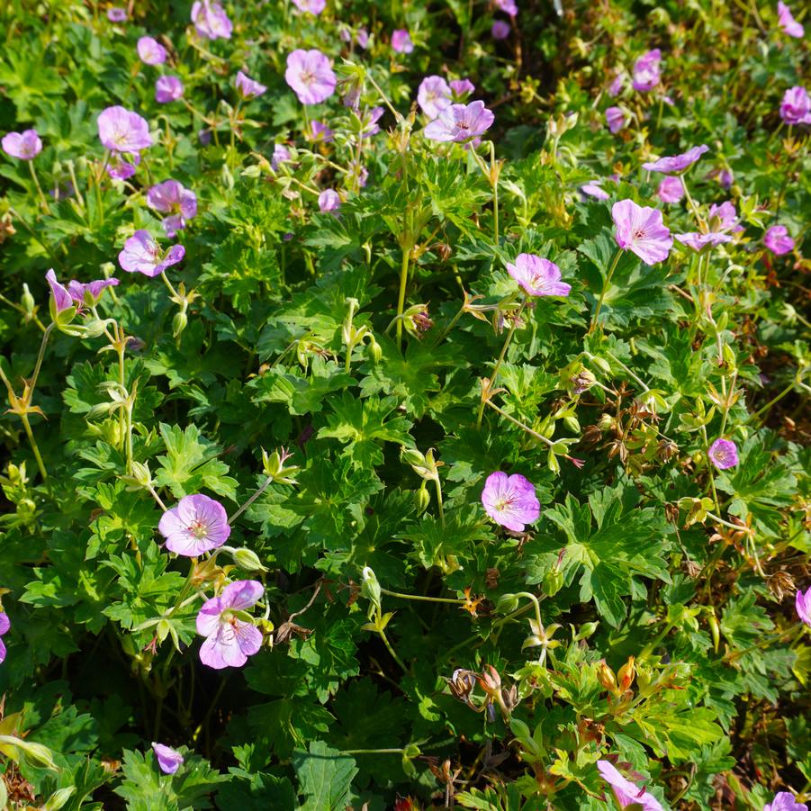 Geranium 'Azure Rush' (cranesbill)